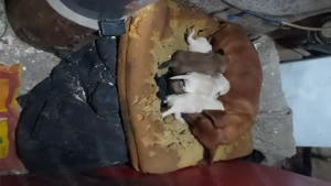 Toyota corola verso - imagine 5