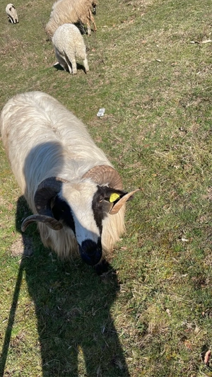 De vinzare berbec breaz  - imagine 3