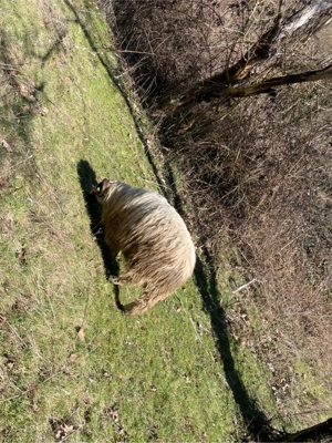 De vinzare berbec breaz  - imagine 2