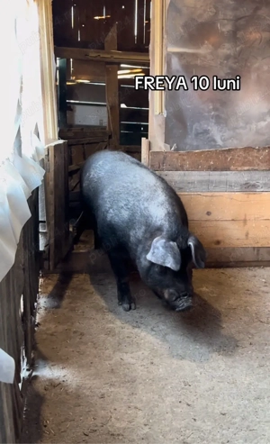 scroafa duroc gestanta  - imagine 2