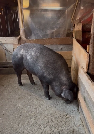 scroafa duroc gestanta 