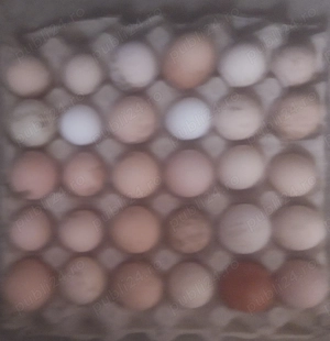 Ouă de gâscă pentru incubat - imagine 2