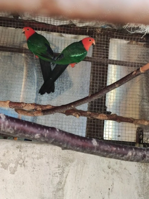 Papagal Rege Australian - imagine 2