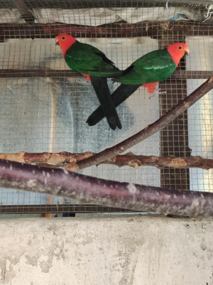 Papagal Rege Australian - imagine 3