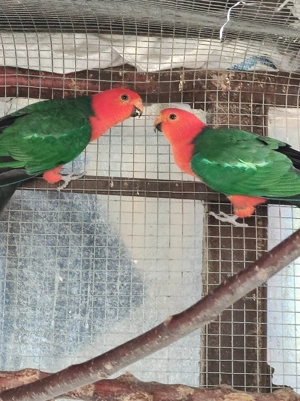 Papagal Rege Australian - imagine 4