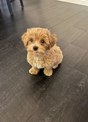 Bichon Havanez  - imagine 2