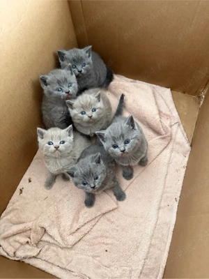 British Shorthair fetițe blue și crem  - imagine 5