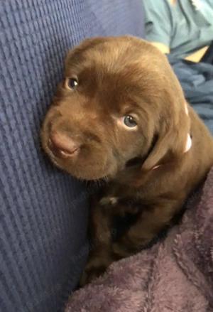 Labrador Retriever ciocolatiu - imagine 4
