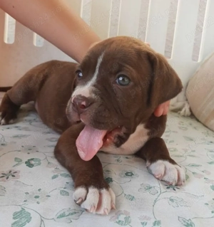 Labrador Retriever ciocolatiu - imagine 2