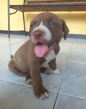 Labrador Retriever ciocolatiu - imagine 3