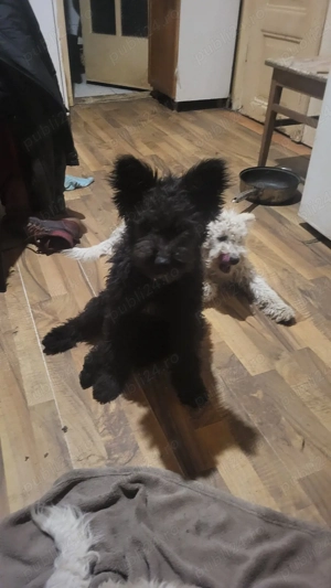 Pui pumi de calitate - imagine 2