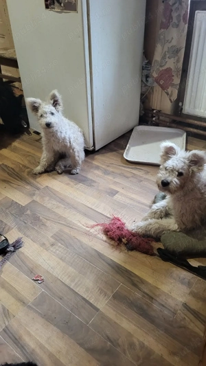 Pui pumi de calitate - imagine 5