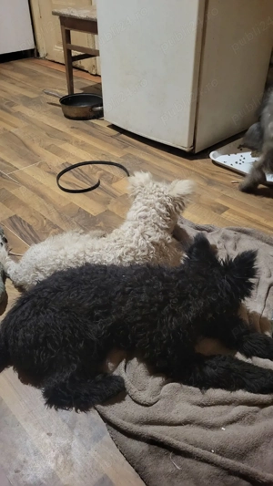 Pui pumi de calitate - imagine 3