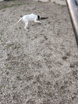 Pointer de vânzare  - imagine 4