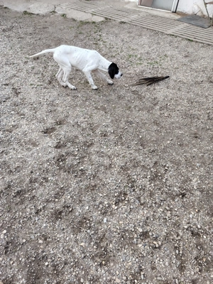 Pointer de vânzare  - imagine 6