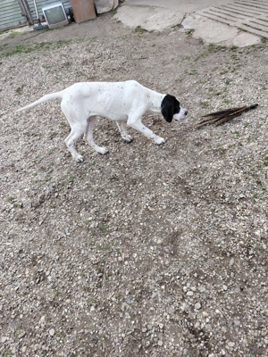 Pointer de vânzare  - imagine 5