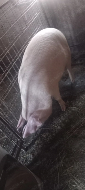 scroafa gestanta - imagine 2