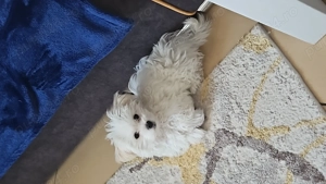 Vând cățel bichon maltez 