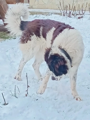 Donez Ciobanesc Bucovinean - imagine 2