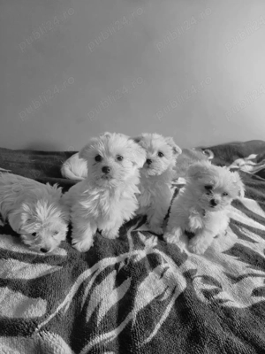 Bichon Maltese   - imagine 2