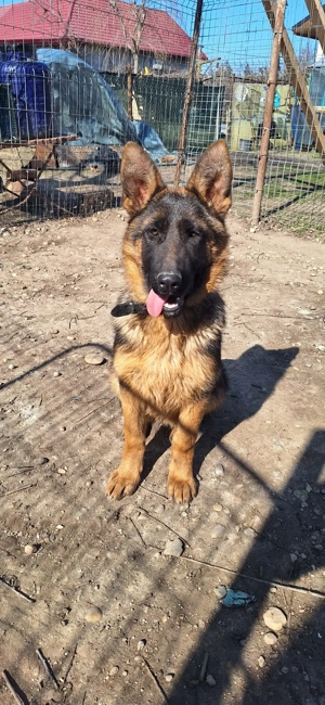 Catelusa Ciobanesc German  - imagine 2