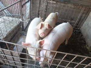 purcea de vanzare - imagine 3