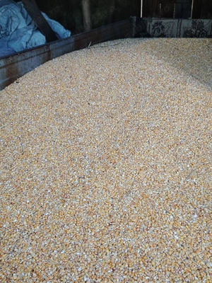 Porumb de calitate boabe și știulete 