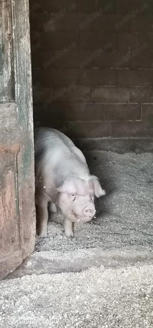 Porc de vânzare  - imagine 3