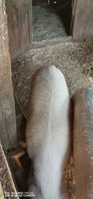 Porc de vânzare  - imagine 2