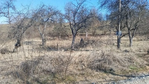 Teren de vanzare - 16 ari