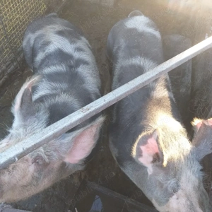 Vînd porci Coșoveni