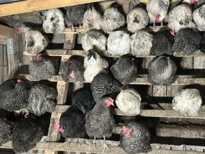 oua si gaini de tara , gaste