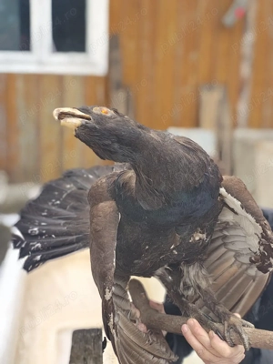 Vand coarne de cerb carpatin și cocoș de munte