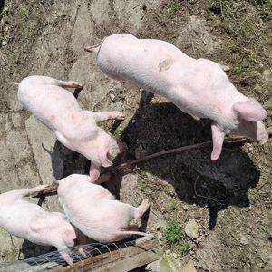 Vand purcei - imagine 5