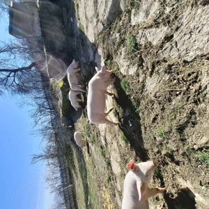 Vand purcei - imagine 6