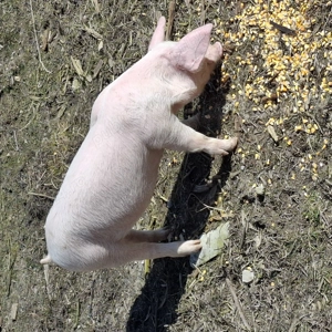 Vand purcei - imagine 4