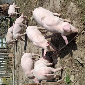 Vand purcei - imagine 2