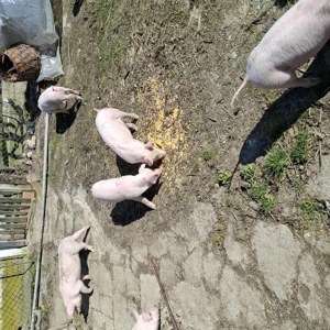 Vand purcei - imagine 3