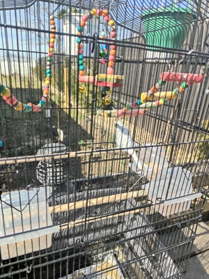 De vânzare colivie și papagal