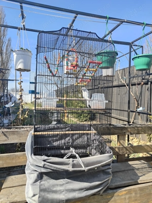 De vânzare colivie și papagal - imagine 3