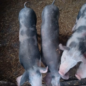 Purcei de vanzare. - imagine 4