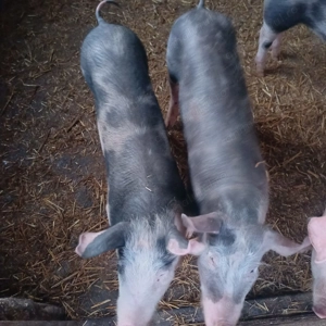 Purcei de vanzare. - imagine 5