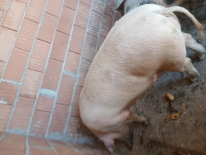 Porc landras - imagine 3