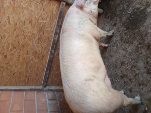 Porc landras - imagine 2