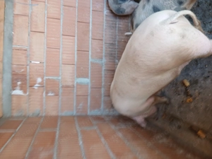 Porc landras - imagine 4