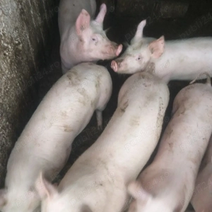 Vînd porci Coșoveni - imagine 4