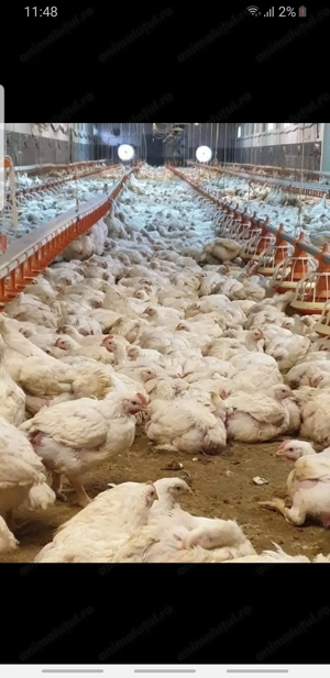 Gaini albe la 4 kg am pui de carne la 1 kg si gaini rosi autoare la 3 kg 