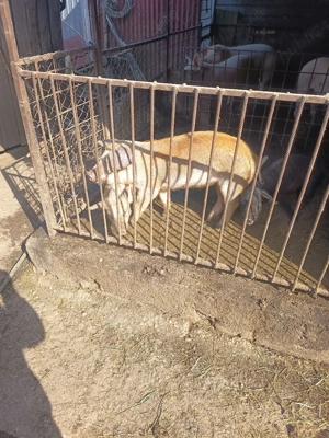 purcea de vanzare  - imagine 3