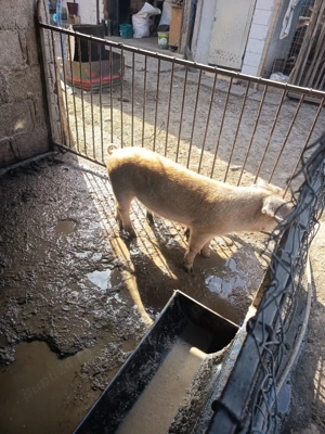 purcea de vanzare  - imagine 4