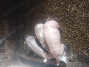 Purcei 12 săptămâni  - imagine 3